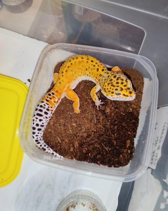 Gechi leopardini