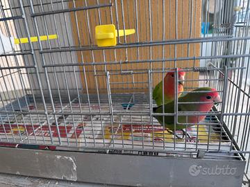 Pappagalli Inseparabili