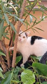 Gatto di quasi un anno