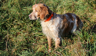 Setter pronta caccia