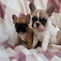 Cucciole di bulldog francese