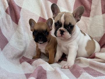Cucciole di bulldog francese