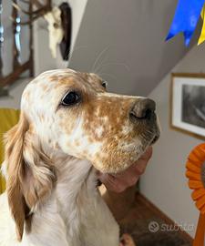 Cuccioli Setter Inglese