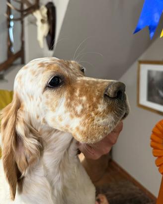 Cuccioli Setter Inglese