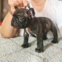 Bulldog francese cucciolo coll verde