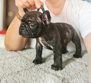 Bulldog francese cucciolo coll verde