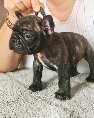 Bulldog francese cucciolo coll verde