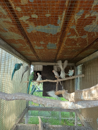 Parrochetti dal collare