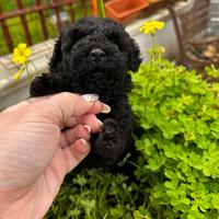 Barboncino nero Toy maschio due mesi