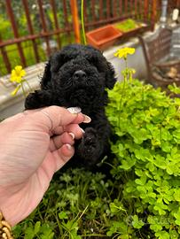 Barboncino nero Toy maschio due mesi