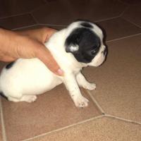 Cuccioli di bulldog francese