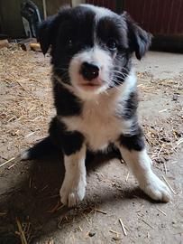 cucciola di border collie