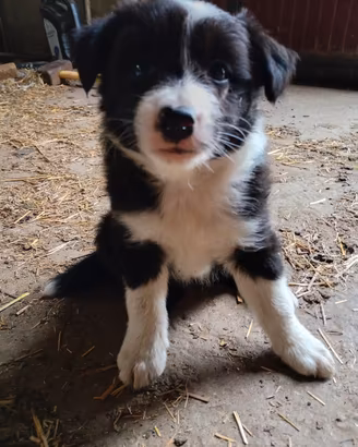 cucciola di border collie