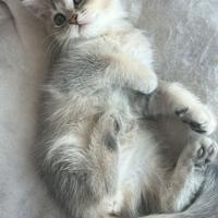 Gattini scottish Straight