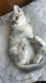 Gattini scottish Straight