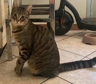 Gatto Tigrato