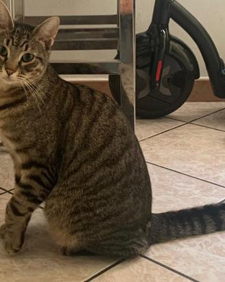 Gatto Tigrato