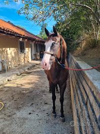 femmina paint 6 anni