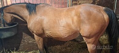 Cavallo