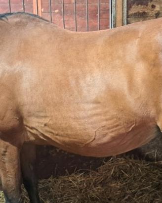 Cavallo