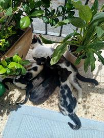 Quattro gattini, 2 maschi e 2 femmine
