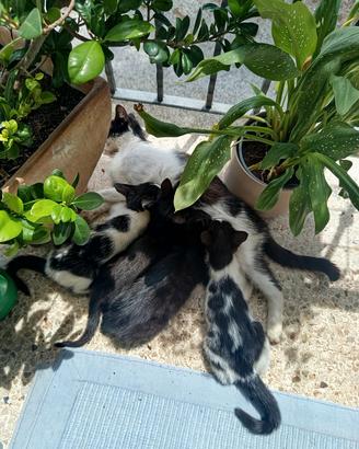 Quattro gattini, 2 maschi e 2 femmine