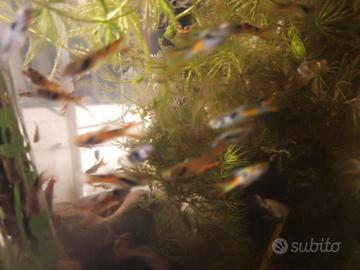 Endler, pesci d'acqua dolce facili x acquario 1eur