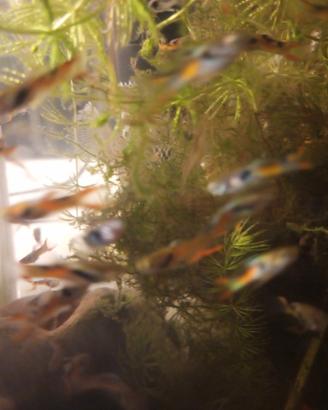 Endler, pesci d'acqua dolce facili x acquario 1eur