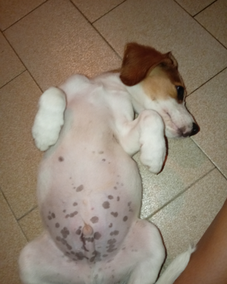 Cane beagle