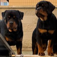 Rottweiler