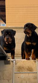 Rottweiler