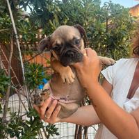Bulldog francese