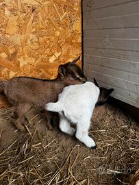 Capre nane ornamentali - giovani e adulte