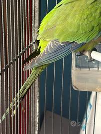 Parrocchetto del monaco