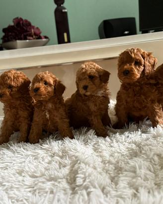 Cuccioli maschi barboncino toy red