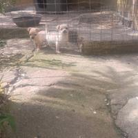 Cuccioli di incrocio tra pinscher e chihuahua