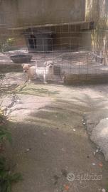 Cuccioli di incrocio tra pinscher e chihuahua