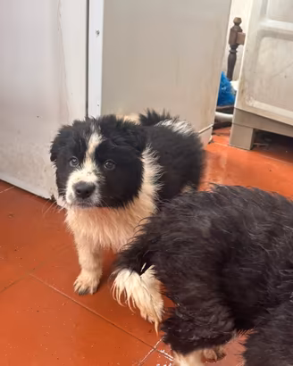 Cuccioli Border Collie
