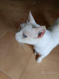 Tre meravigliosi gatti castrati e sterilizzati
