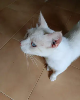 Tre meravigliosi gatti castrati e sterilizzati