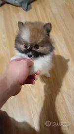 Spitz di pomerania