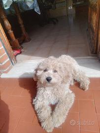 Barboncino Toy maschio