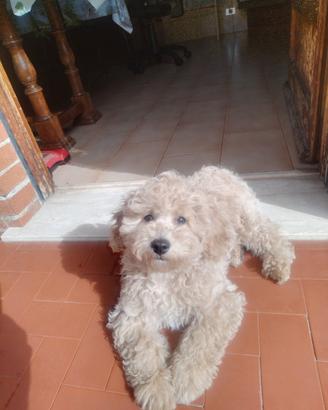 Barboncino Toy maschio