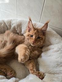 Maine Coon gattini