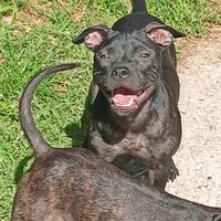 Staffordshire bull terrier femmine di 7 mesi