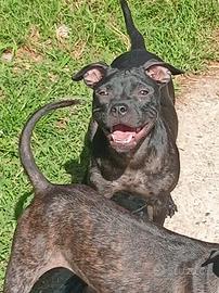 Staffordshire bull terrier femmine di 7 mesi