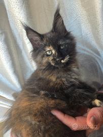 Gattina Maine Coon top