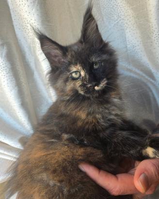 Gattina Maine Coon top
