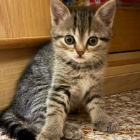 Gatto Shorthair