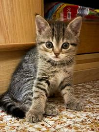Gatto Shorthair